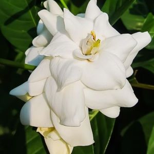 Meet your Posher, Evelyn